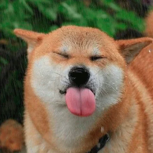 🐶 Стикер «Shiba inu» для Telegram