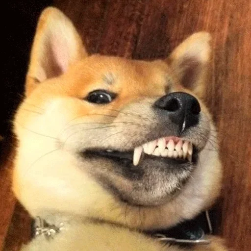 🐶 Стикер «Shiba inu» для Telegram