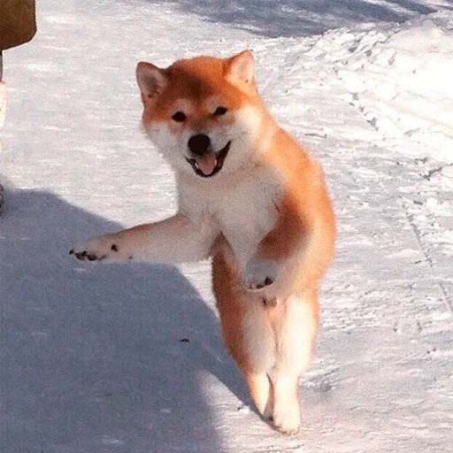 🐶 Стикер «Shiba inu» для Telegram