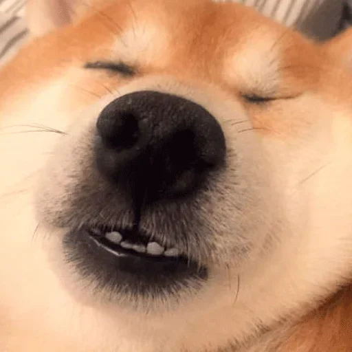 🐶 Стикер «Shiba inu» для Telegram