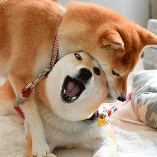 🐶 Стикер «Shiba inu» для Telegram