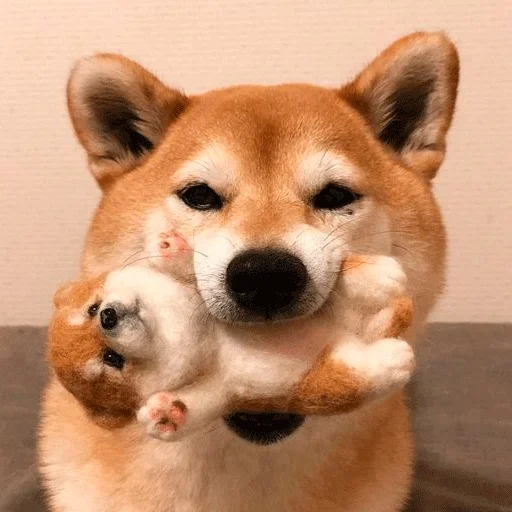 🐶 Стикер «Shiba inu» для Telegram