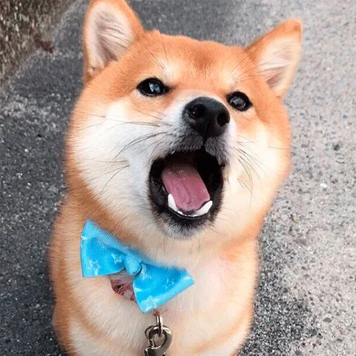 🐶 Стикер «Shiba inu» для Telegram