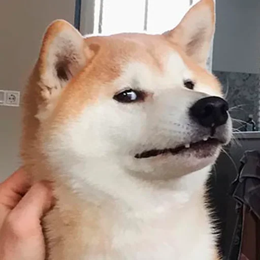 Стикерпак Shiba inu для Telegram — скачать