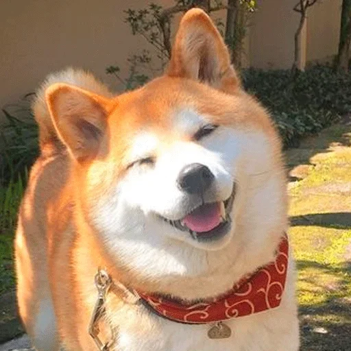 🐶 Стикер «Shiba inu» для Telegram
