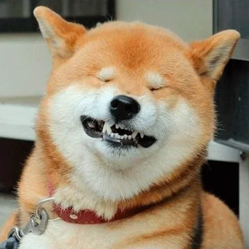 🐶 Стикер «Shiba inu» для Telegram