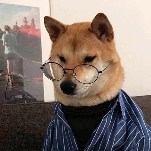 🐶 Стикер «Shiba inu» для Telegram
