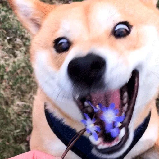 🐶 Стикер «Shiba inu» для Telegram
