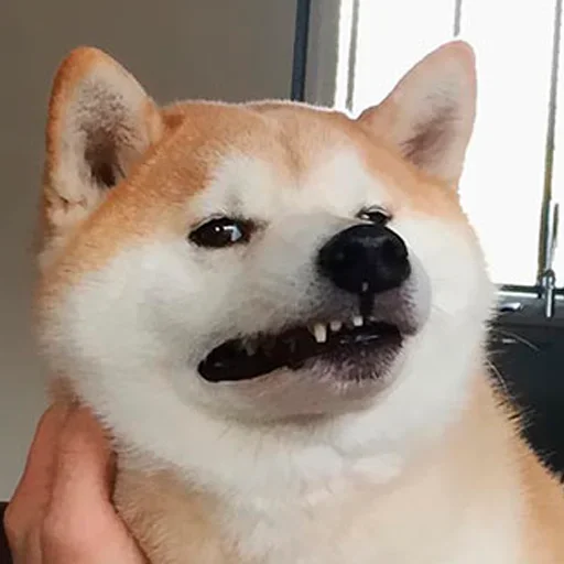🐶 Стикер «Shiba inu» для Telegram