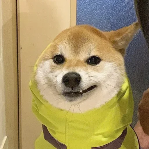 🐶 Стикер «Shiba inu» для Telegram