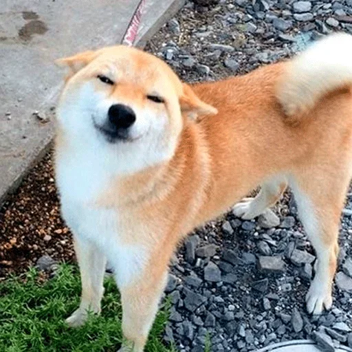 🐶 Стикер «Shiba inu» для Telegram