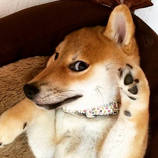 🐶 Стикер «Shiba inu» для Telegram
