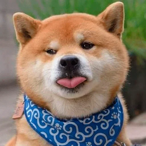 🐶 Стикер «Shiba inu» для Telegram