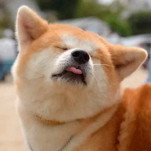 🐶 Стикер «Shiba inu» для Telegram