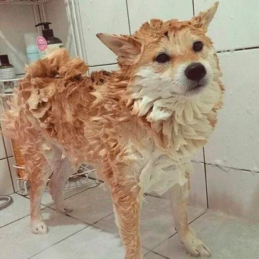 🐶 Стикер «Shiba inu» для Telegram