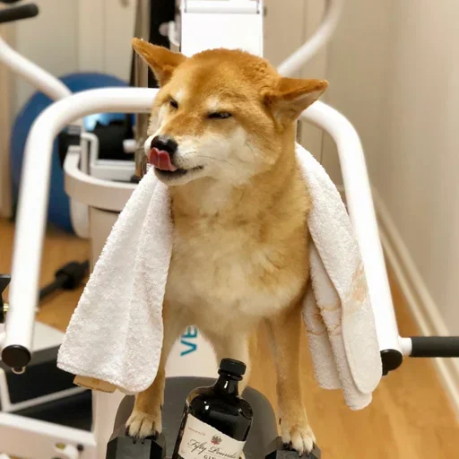 🐶 Стикер «Shiba inu» для Telegram