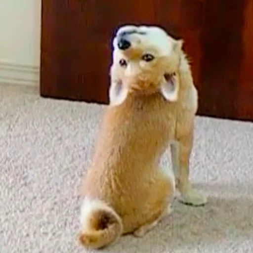 🐶 Стикер «Shiba inu» для Telegram