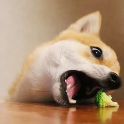 🐶 Стикер «Shiba inu» для Telegram
