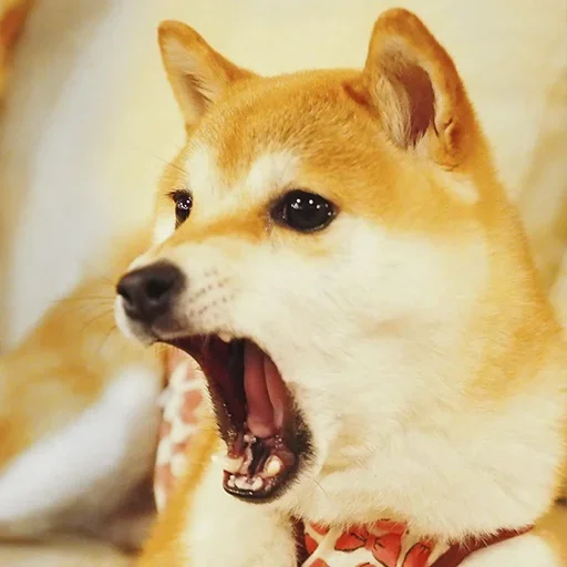 🐶 Стикер «Shiba inu» для Telegram