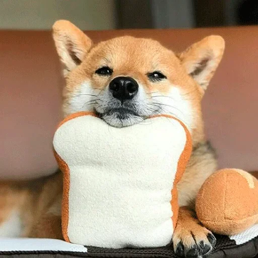 🐶 Стикер «Shiba inu» для Telegram