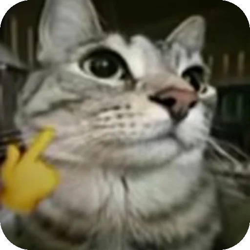 🐱 Стикер «Сидим не рыпаемся» для Telegram