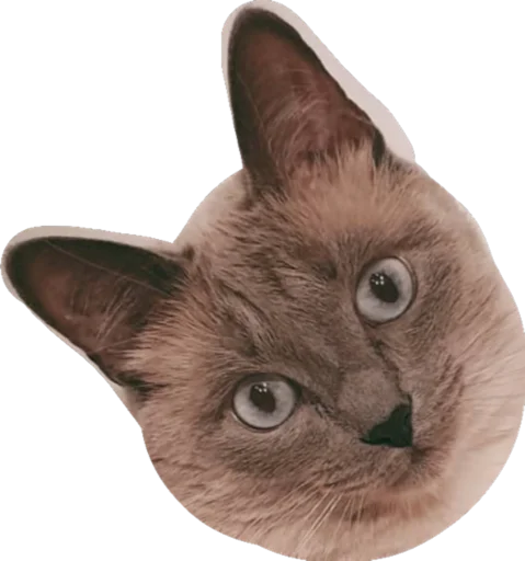 😐 Стикер «Sidkozel» для Telegram