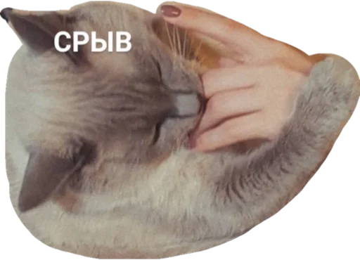 😬 Стикер «Sidkozel» для Telegram