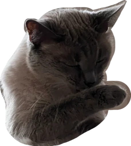 🫢 Стикер «Sidkozel» для Telegram