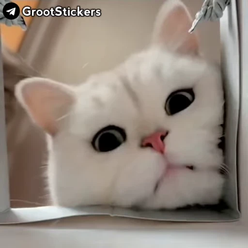 😏 Стикер «SILENT BOY» для Telegram