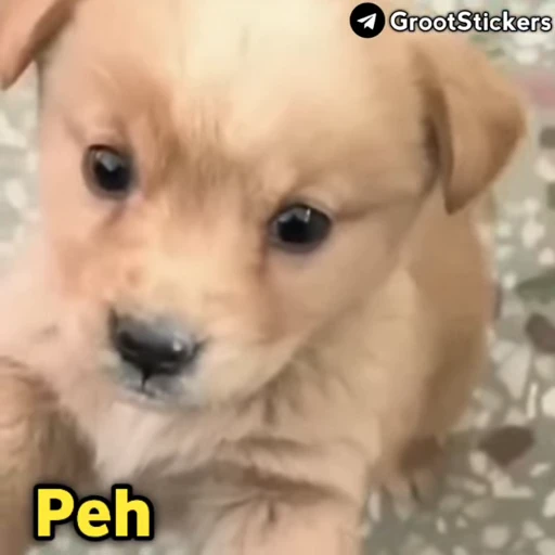 😒 Стикер «SILENT BOY» для Telegram