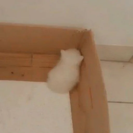 🙄 Стикер «silly kitty» для Telegram