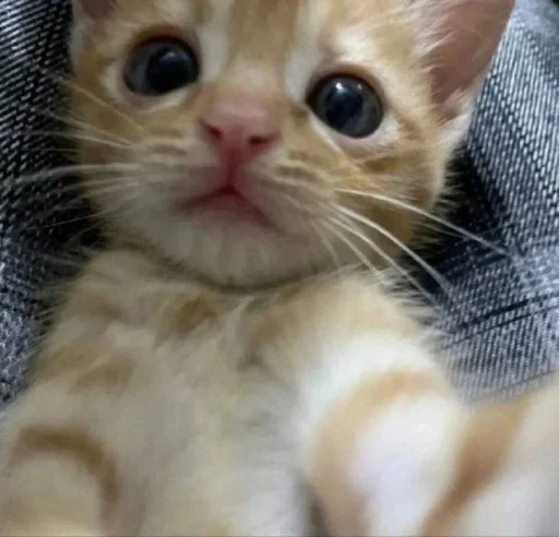 🥹 Стикер «silly kitty» для Telegram