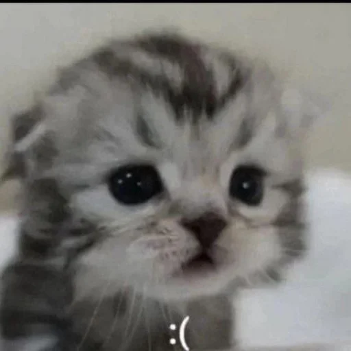😢 Стикер «silly kitty» для Telegram