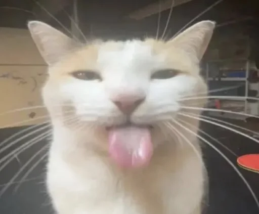 😛 Стикер «silly kitty» для Telegram