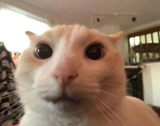 😳 Стикер «silly kitty» для Telegram