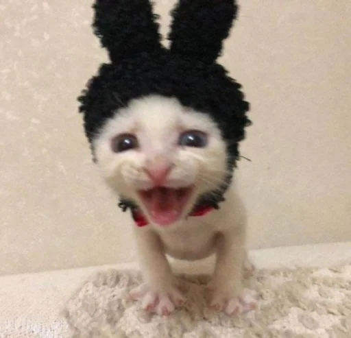 😔 Стикер «silly kitty» для Telegram