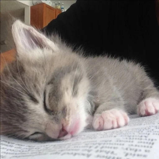 😴 Стикер «silly kitty» для Telegram