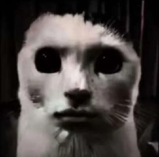 🙁 Стикер «silly kitty» для Telegram