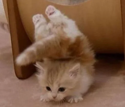 ☺️ Стикер «silly kitty» для Telegram