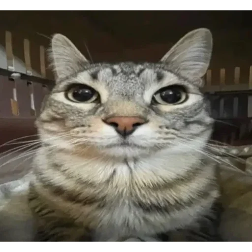 😐 Стикер «silly kitty» для Telegram