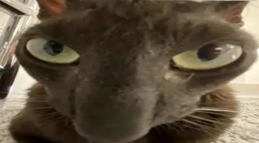 🤨 Стикер «silly kitty» для Telegram