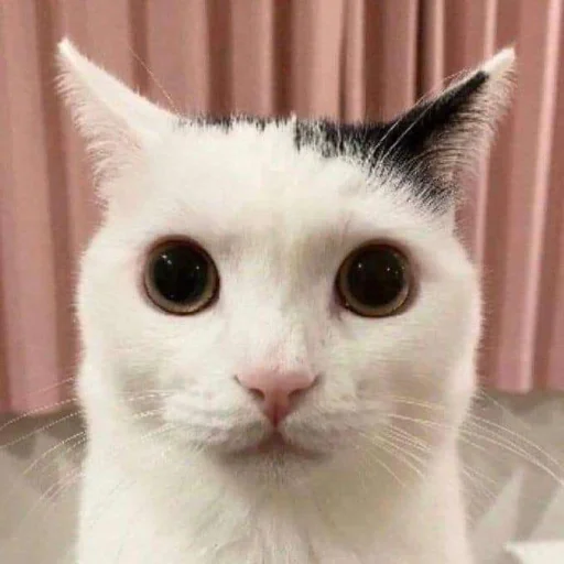 😐 Стикер «silly kitty» для Telegram