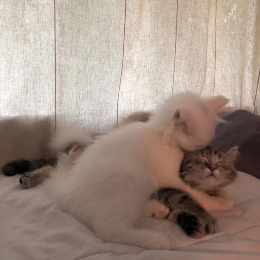 🥰 Стикер «silly kitty» для Telegram