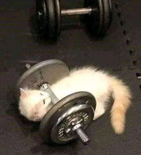 💪 Стикер «silly kitty» для Telegram