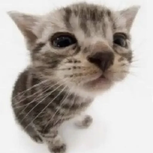 Стикерпак silly kitty для Telegram