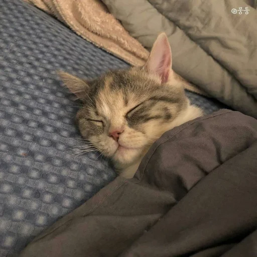 😴 Стикер «silly kitty» для Telegram