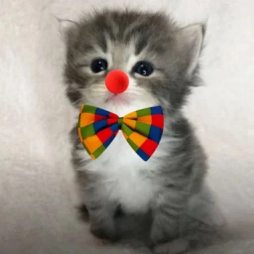 🤡 Стикер «silly kitty» для Telegram