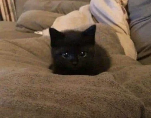 🥺 Стикер «silly kitty» для Telegram