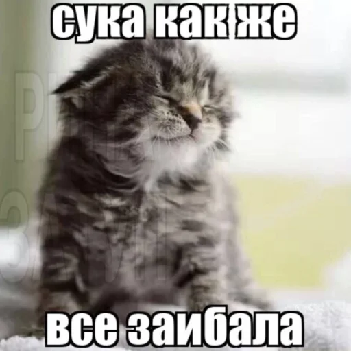 ⭐️ Стикер «манюни» для Telegram