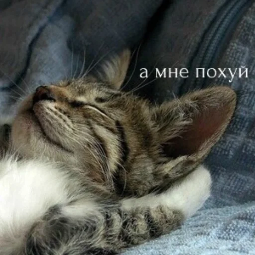 ⭐️ Стикер «манюни» для Telegram